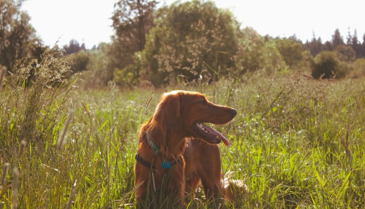 Ирландский сеттер